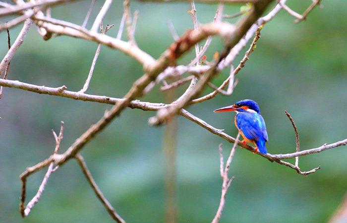 Ingiriya Forest Reserve