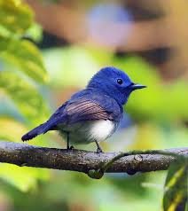 Kitulgala Forest Reserve