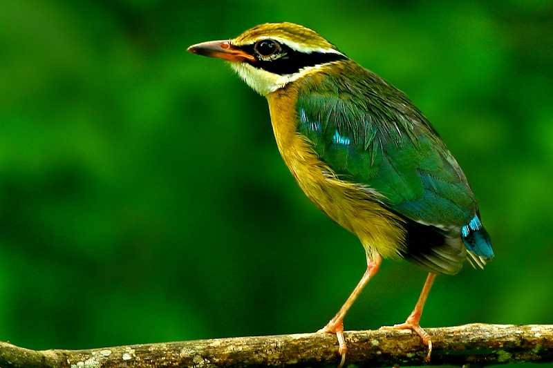 Wasgamuwa National Park