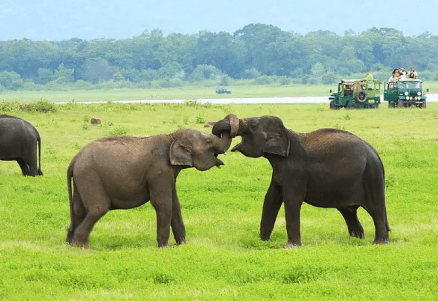 Minneriya National Park