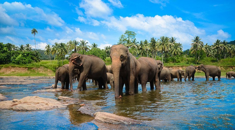 Pinnawala Elephant Orphanage