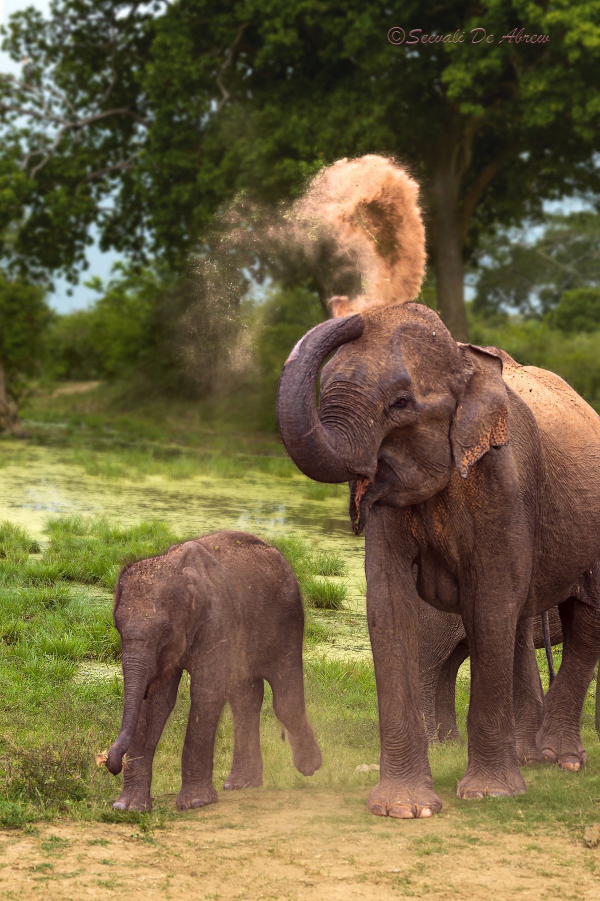 Udawalawe National Park