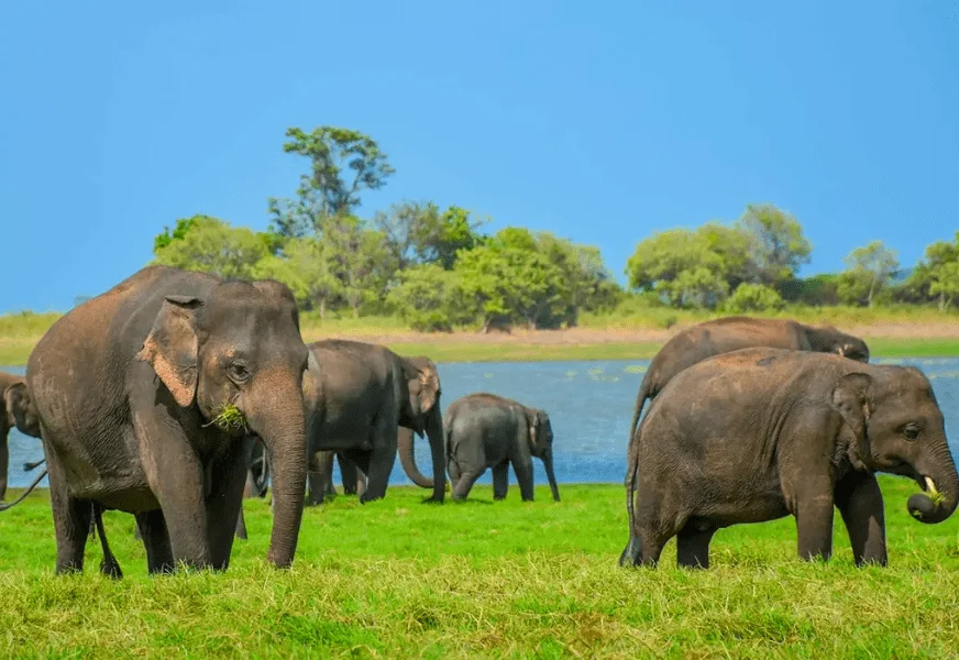 Wilpattu National Park
