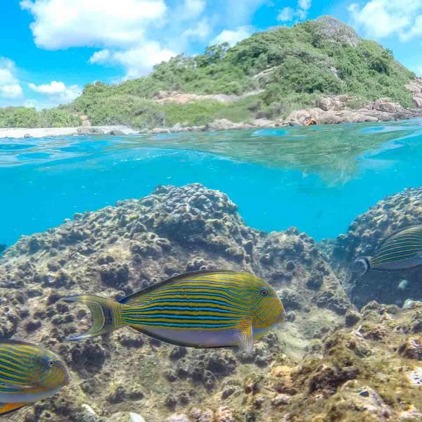 Coral Island Experiences