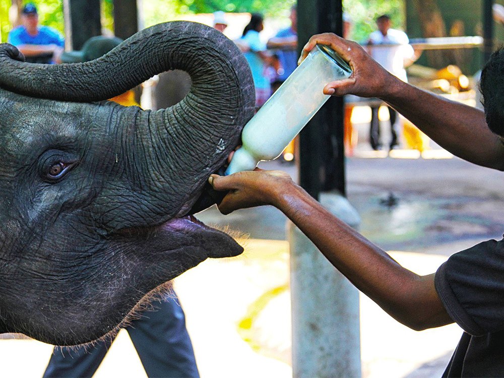 Things to do in Pinnawala